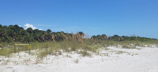 Turtle Nests in Redington Shores